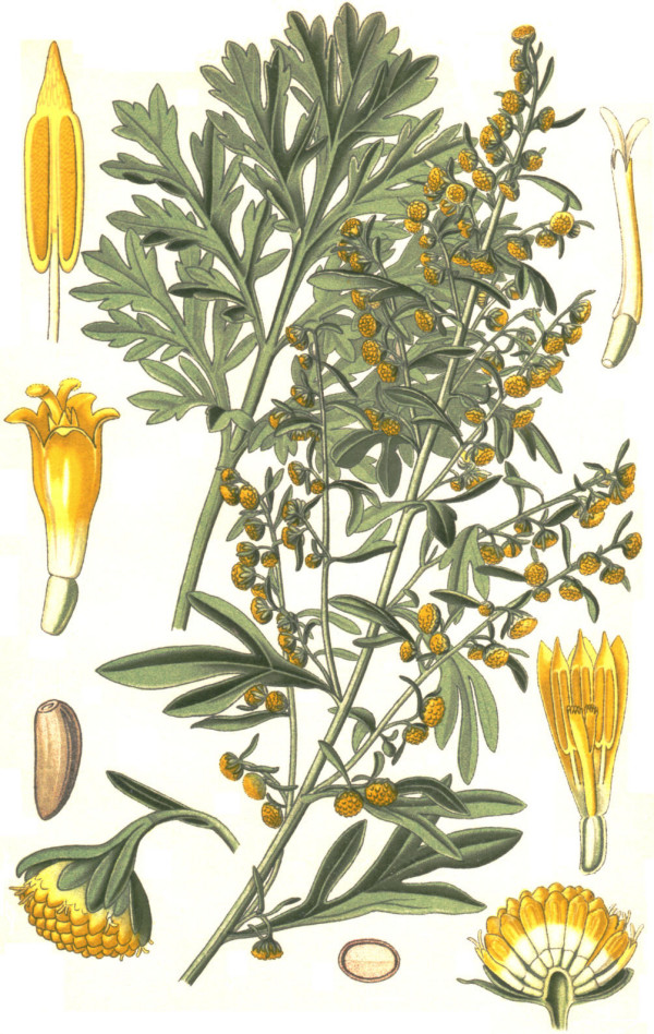 Wormwood-Artemisia-absinthium-L-drawing-of-plant-flowers-seeds-and-fruits-drawing.png
