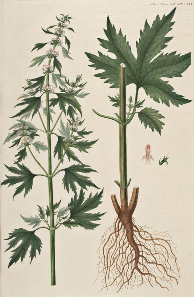 c-296-motherwort-a-bit-of-botany